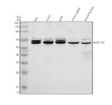 Anti-FAM111A Antibody Picoband® Boster Bio