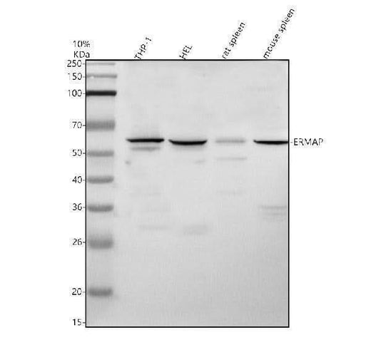 Anti-ELAC1 Antibody Picoband® Boster Bio
