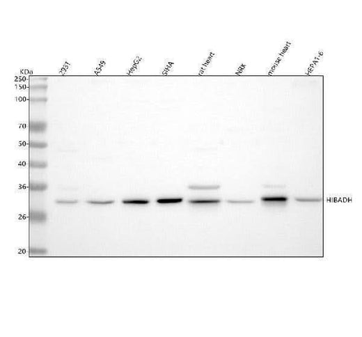 Anti-HIBADH Antibody Picoband® Boster Bio
