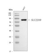 Anti-SLC22A9 Antibody Picoband® Boster Bio