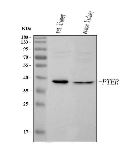 Anti-PTER Antibody Picoband® Boster Bio