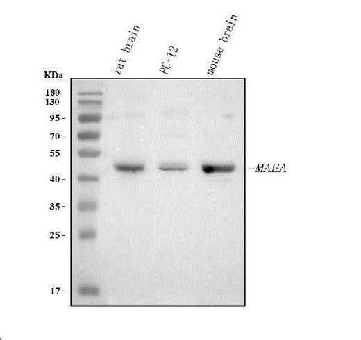 Anti-MAEA Antibody Picoband® Boster Bio