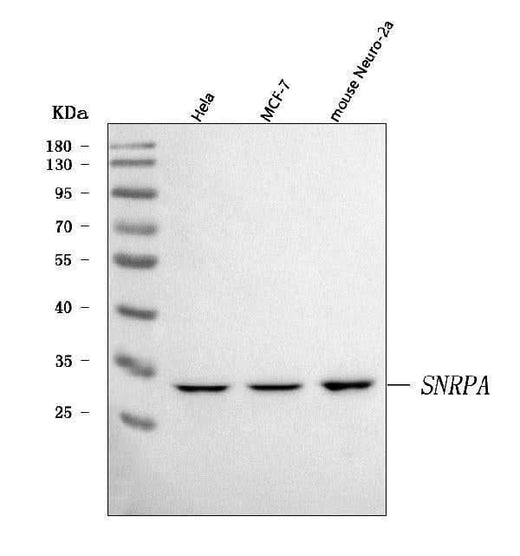 Anti-U1A/SNRPA Antibody Picoband® Boster Bio