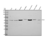 Anti-F2RL2 Antibody Picoband® Boster Bio
