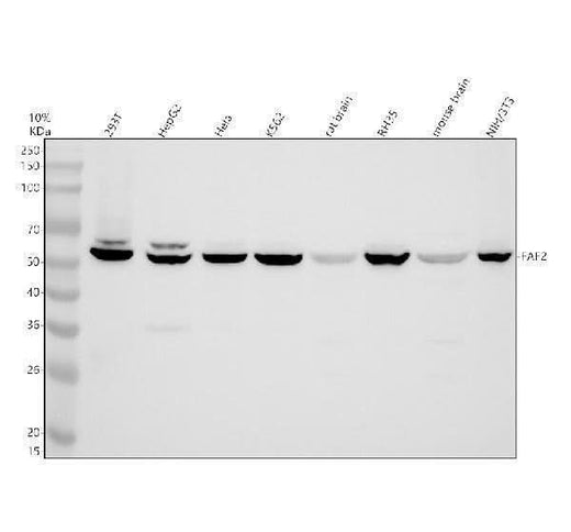 Anti-FAF2 Antibody Picoband® Boster Bio