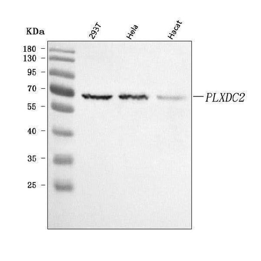 Anti-PLXDC2 Antibody Picoband® Boster Bio