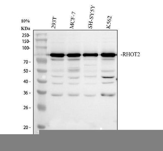 Anti-MIRO2/RHOT2 Antibody Picoband® Boster Bio