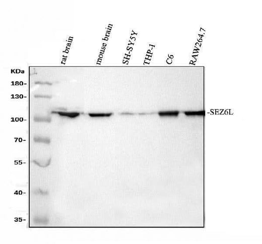 Anti-SEZ6L Antibody Picoband® Boster Bio