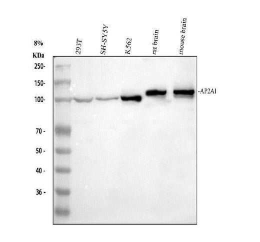 Anti-alpha Adaptin/AP2A1 Antibody Picoband® Boster Bio