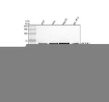 Anti-SPOCK2 Antibody Picoband® Boster Bio