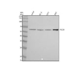 Anti-POLM Antibody Picoband® Boster Bio