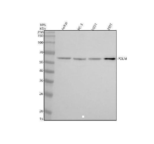 Anti-POLM Antibody Picoband® Boster Bio