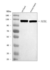 Anti-NEBL Antibody Picoband® Boster Bio