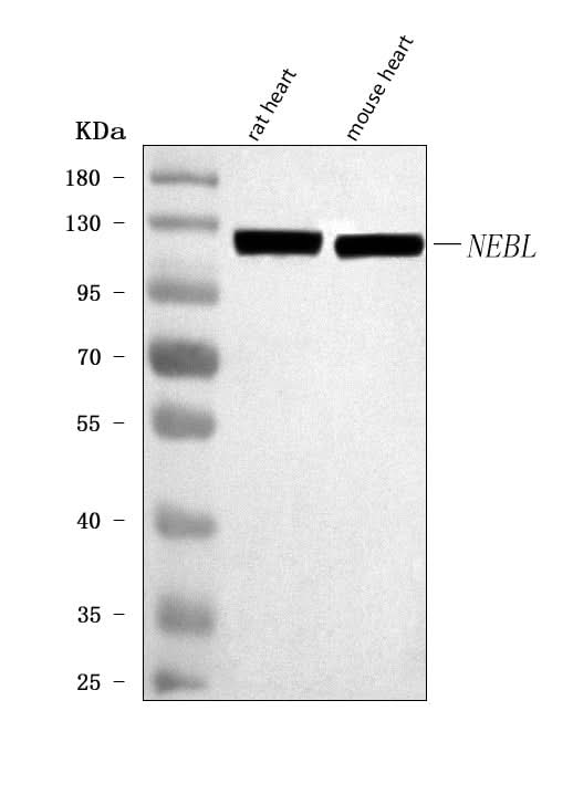 Anti-NEBL Antibody Picoband® Boster Bio