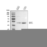 Anti-MAEL Antibody Picoband® Boster Bio