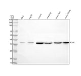 Anti-ADH6 Antibody Picoband® Boster Bio