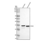 Anti-ITM2C Antibody Picoband® Boster Bio
