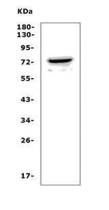 Anti-Pannexin 2/PANX2 Picoband® Antibody Boster Bio