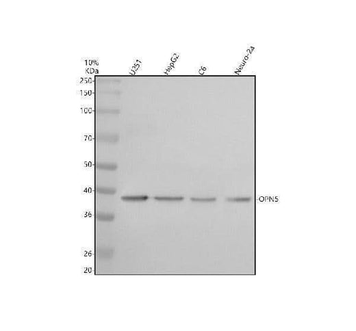 Anti-OPN5 Antibody Picoband® Boster Bio
