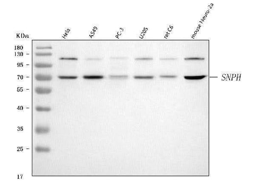 Anti-SNPH Antibody Picoband® Boster Bio