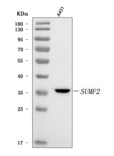 Anti-SUMF2 Antibody Picoband® Boster Bio