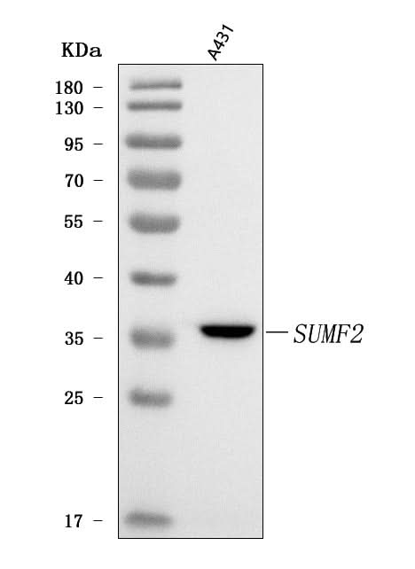 Anti-SUMF2 Antibody Picoband® Boster Bio