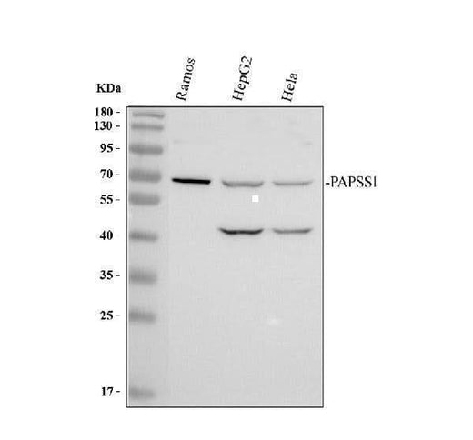 Anti-PAPSS1 Antibody Picoband® Boster Bio
