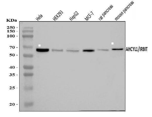 Anti-IRBIT/AHCYL1 Antibody Picoband® Boster Bio