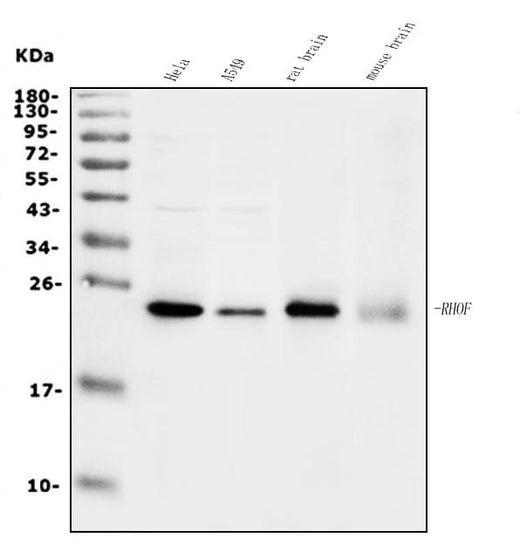 Anti-RHOF Antibody Picoband® Boster Bio