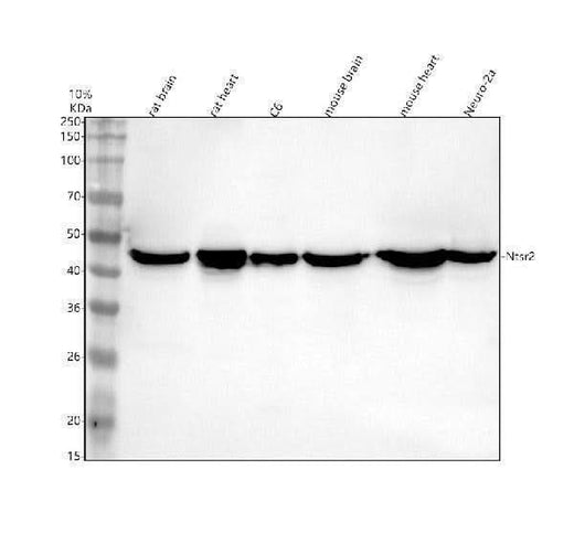 Anti-NTSR2 Antibody Picoband® Boster Bio