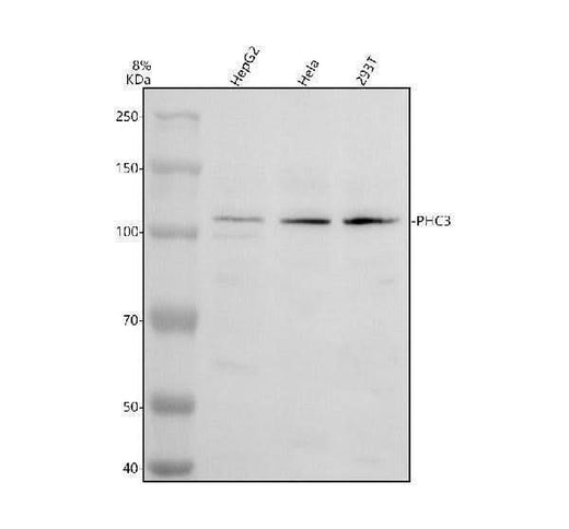 Anti-PHC3 Antibody Picoband® Boster Bio
