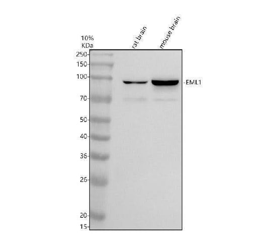Anti-TTC35/EMC2 Antibody Picoband® Boster Bio