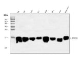 Anti-RPL36 Antibody Picoband® Boster Bio