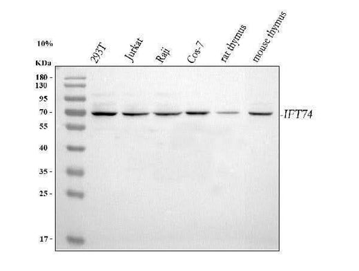 Anti-IFT74 Antibody Picoband® Boster Bio