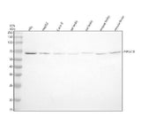 Anti-PIP5K1B Antibody Picoband® Boster Bio