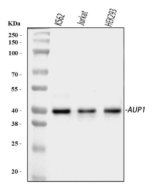 Anti-AUP1 Antibody Picoband® Boster Bio
