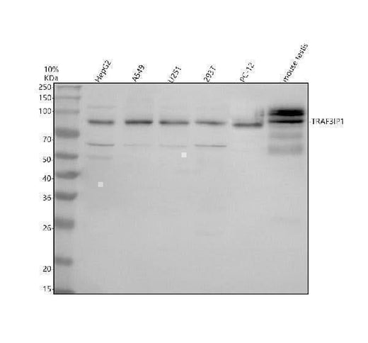 Anti-TRAF3IP1 Antibody Picoband® Boster Bio