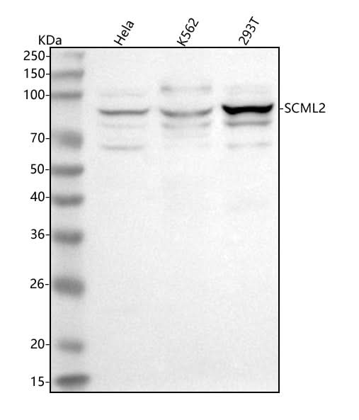 Anti-SCML2 Antibody Picoband® Boster Bio