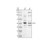 Anti-TRIM11 Antibody Picoband® Boster Bio
