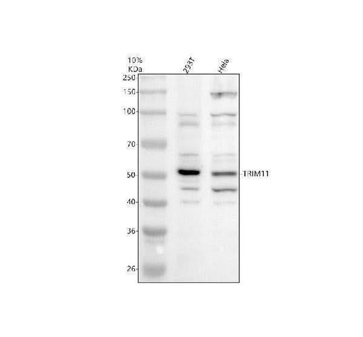 Anti-TRIM11 Antibody Picoband® Boster Bio
