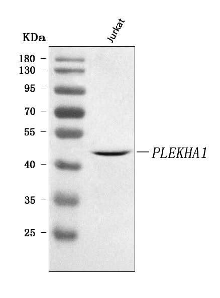 Anti-PLEKHA1 Antibody Picoband® Boster Bio