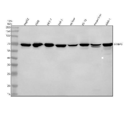 Anti-STXBP3 Antibody Picoband® Boster Bio