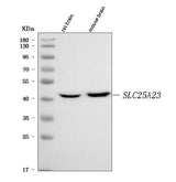 Anti-SLC25A23 Antibody Picoband® Boster Bio