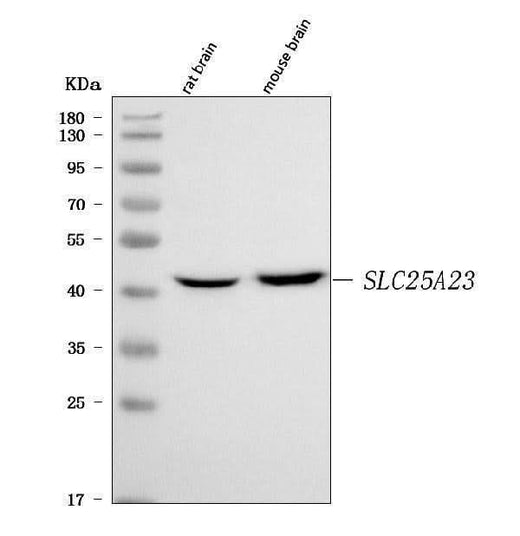 Anti-SLC25A23 Antibody Picoband® Boster Bio