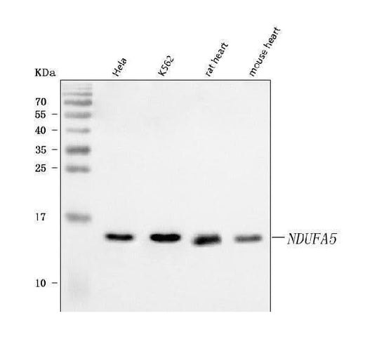 Anti-NDUFA5 Antibody Picoband® Boster Bio