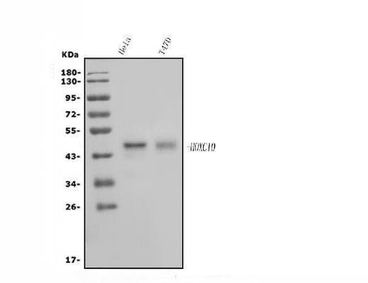 Anti-HOXC10 Antibody Picoband® Boster Bio