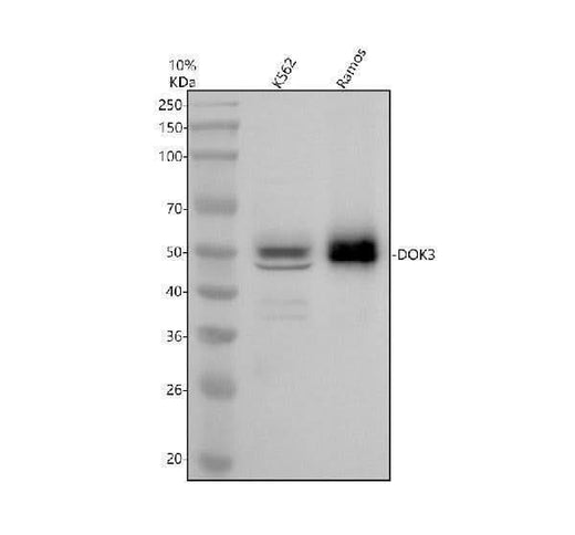 Anti-DOK3 Antibody Picoband® Boster Bio