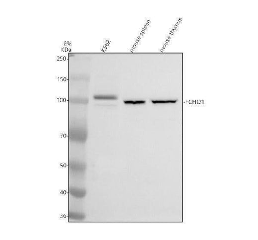 Anti-FCHO1 Antibody Picoband® Boster Bio