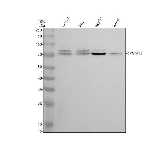 Anti-SPATA13 Antibody Picoband® Boster Bio