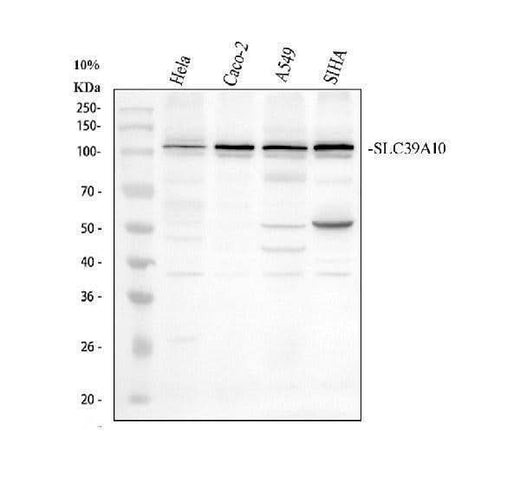 Anti-SLC39A10 Antibody Picoband® Boster Bio